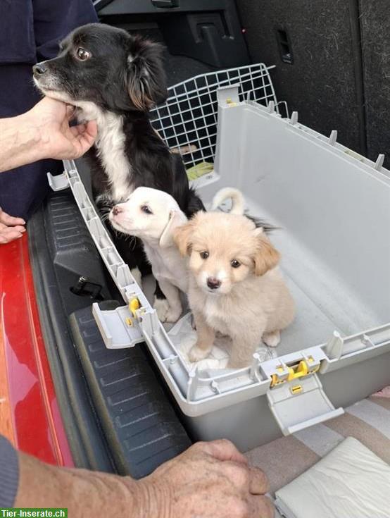 Bild 3: Mischlingshund Welpen, kleinbleibend