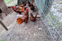 Sebright Gold Zwerghühner