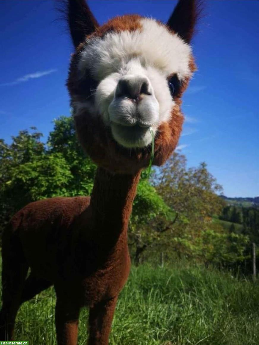 Alpaka-Herde zu verkaufen, 7 Stuten & 1 Wallach