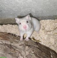 Junges Goldhamster Weibchen mit oder ohne Käfig