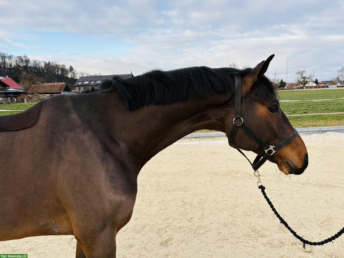 Springpferd von Cascadello zu verkaufen