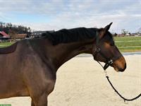 Springpferd von Cascadello zu verkaufen