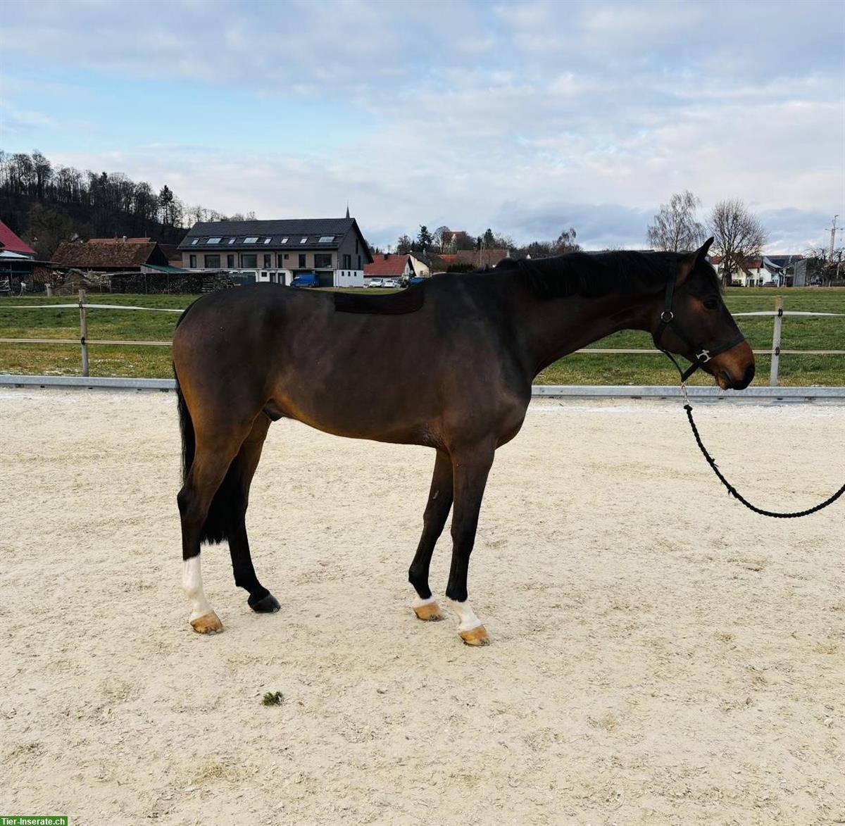 Bild 2: Springpferd von Cascadello zu verkaufen