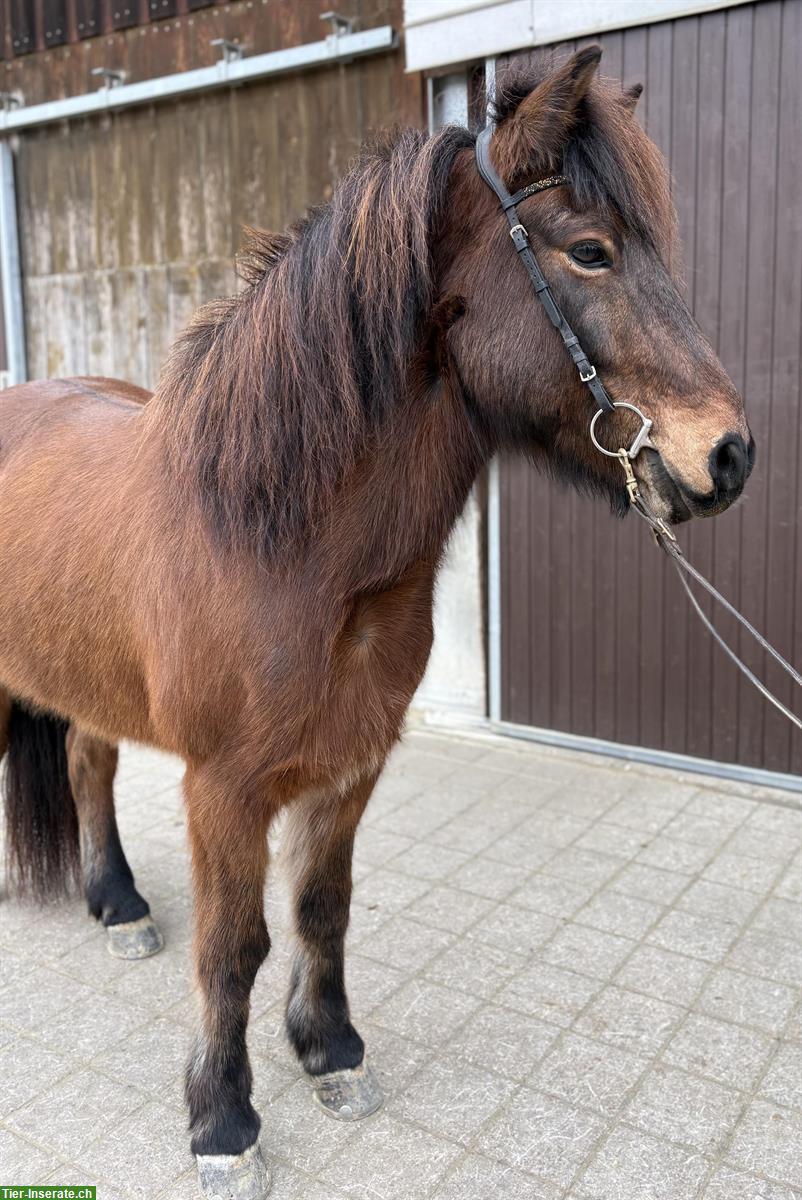 Islandpferd Höskuldur, 11-jähriger Wallach mit viel Charme