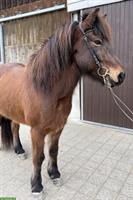 Islandpferd Höskuldur, 11-jähriger Wallach mit viel Charme