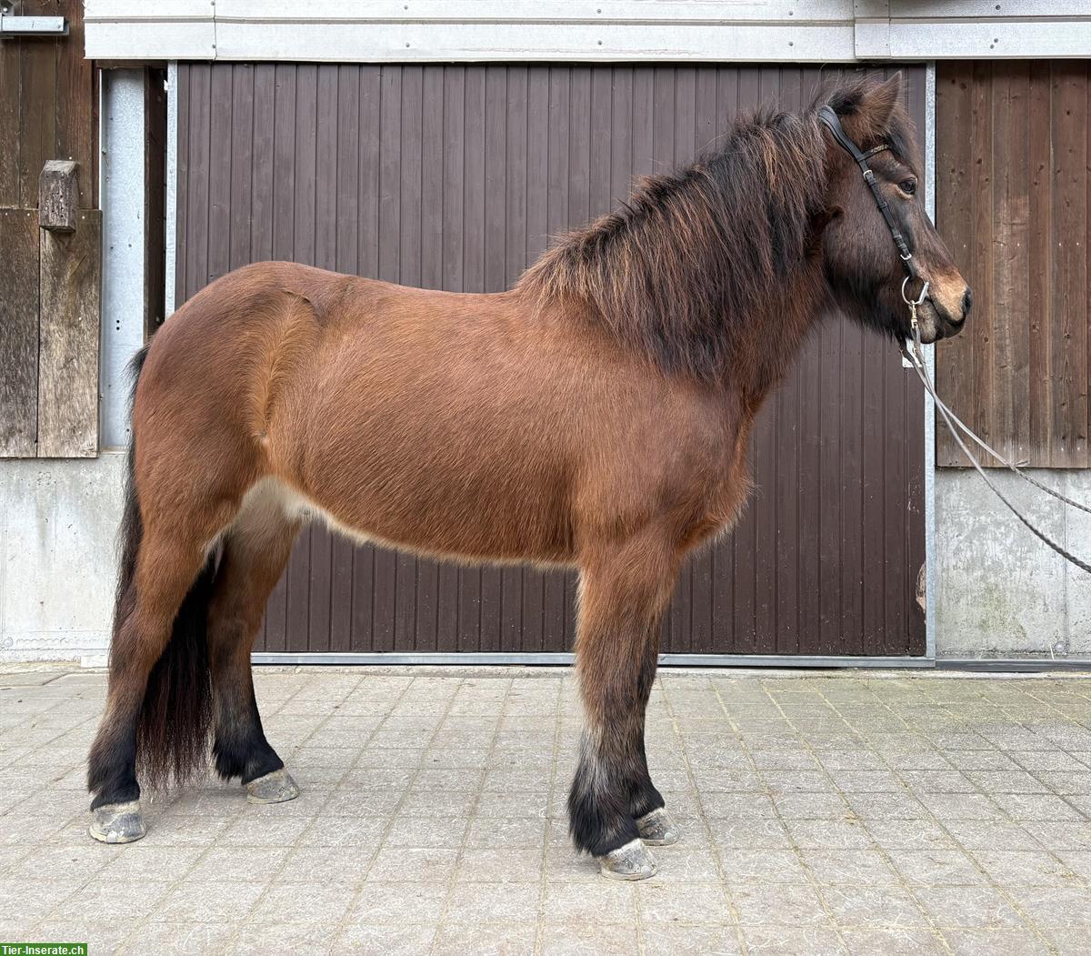 Bild 2: Islandpferd Höskuldur, 11-jähriger Wallach mit viel Charme
