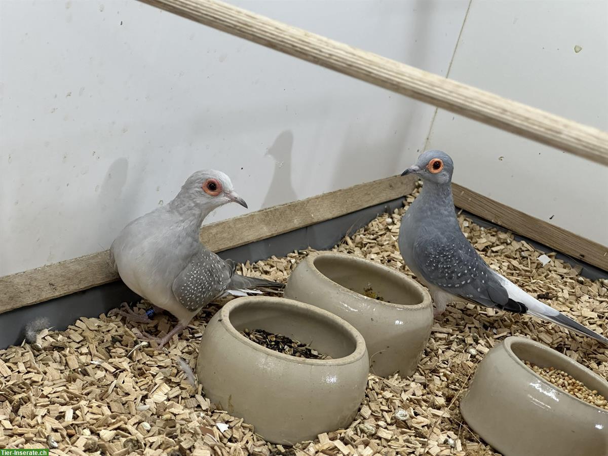 1.1 Diamanttäubchen (2023) abzugeben