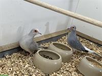 1.1 Diamanttäubchen (2023) abzugeben