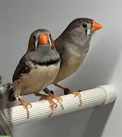 3.2 Timor-Zebrafinken aus Zucht