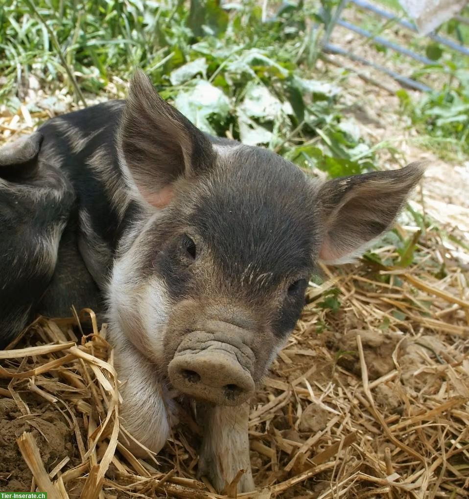 Gesunde Wollschweine aus artgerechter Haltung zu verkaufen