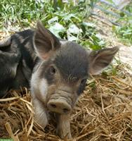 Gesunde Wollschweine aus artgerechter Haltung zu verkaufen