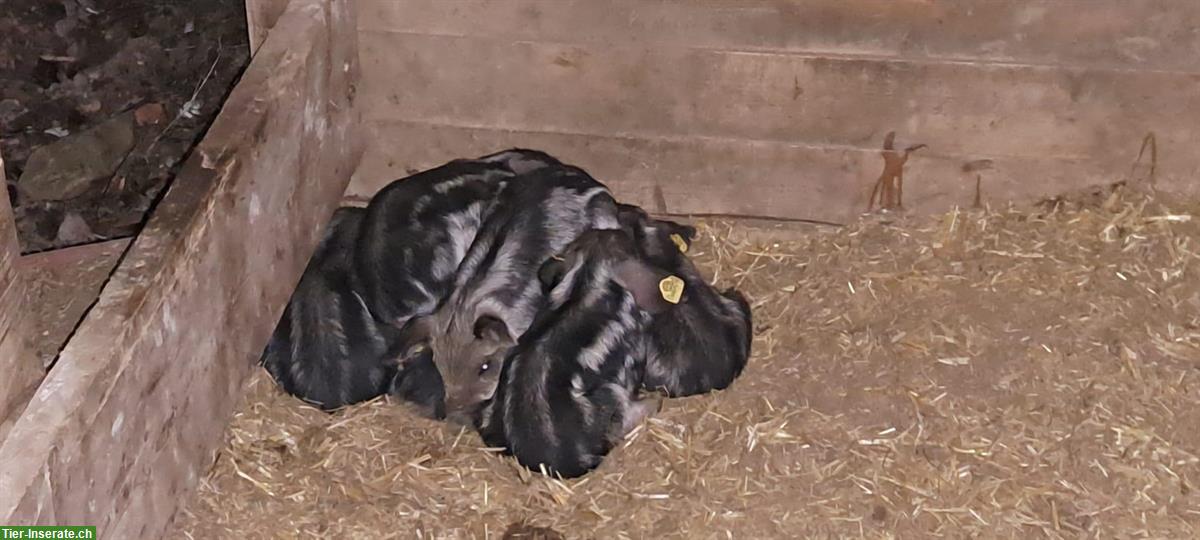 Bild 2: Gesunde Wollschweine aus artgerechter Haltung zu verkaufen