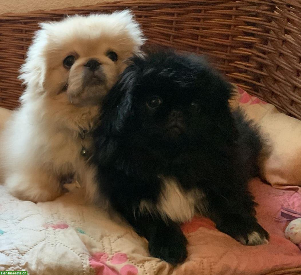 Junge Pekinese Hündin, reinrassig, schwarz mit weisser Brust