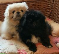 Junge Pekinese Hündin, reinrassig, schwarz mit weisser Brust