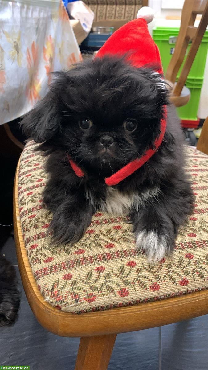 Bild 2: Junge Pekinese Hündin, reinrassig, schwarz mit weisser Brust