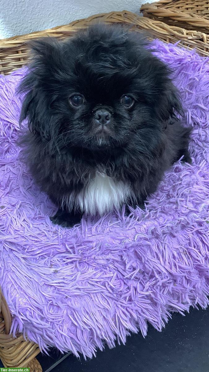 Bild 4: Junge Pekinese Hündin, reinrassig, schwarz mit weisser Brust