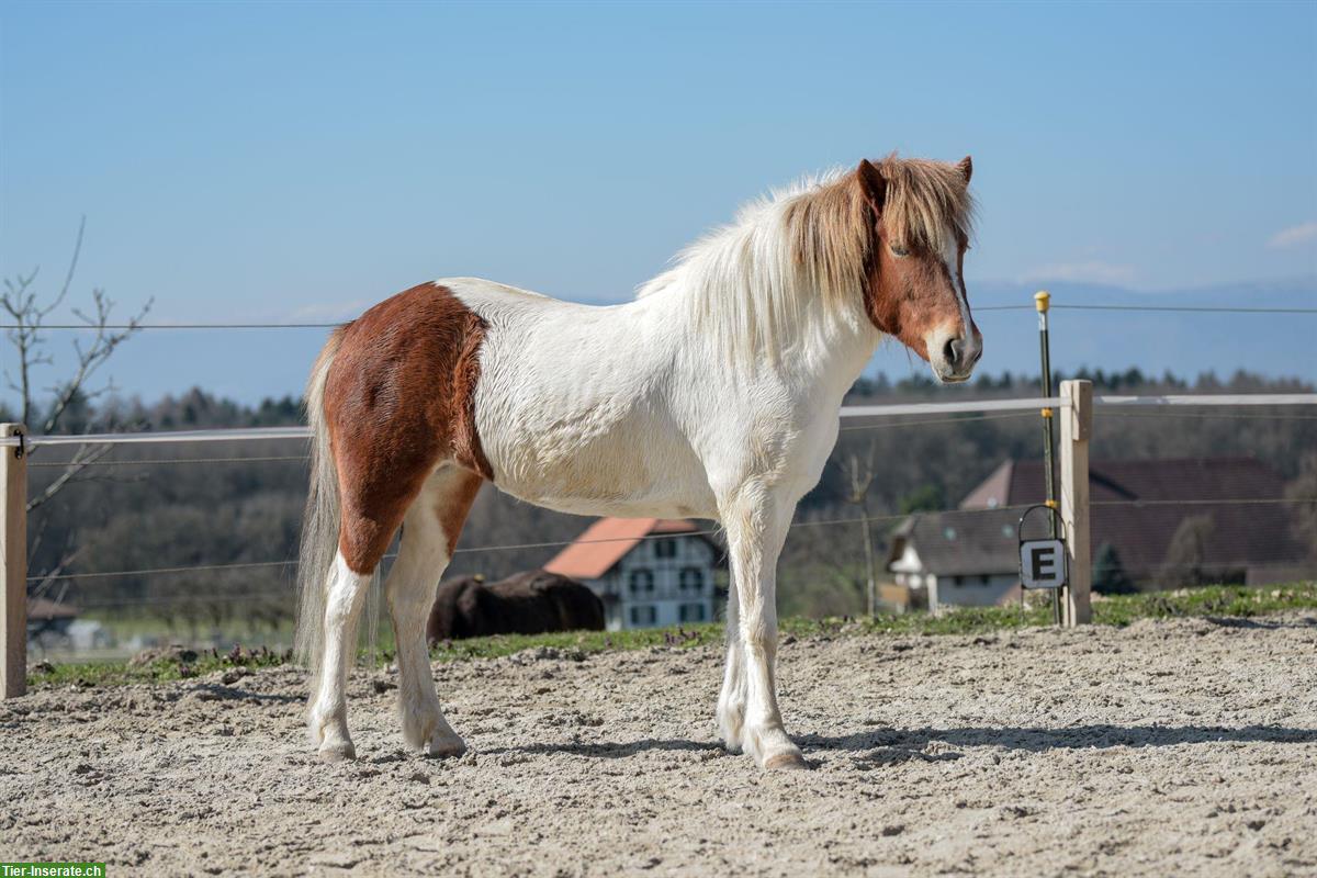 Bild 2: Isländerstute, 6-jährig, sucht neue Möhrchengeber