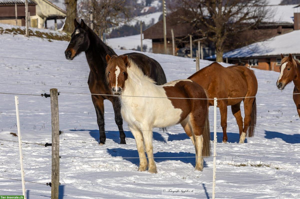 Bild 5: Isländerstute, 6-jährig, sucht neue Rüebligeber