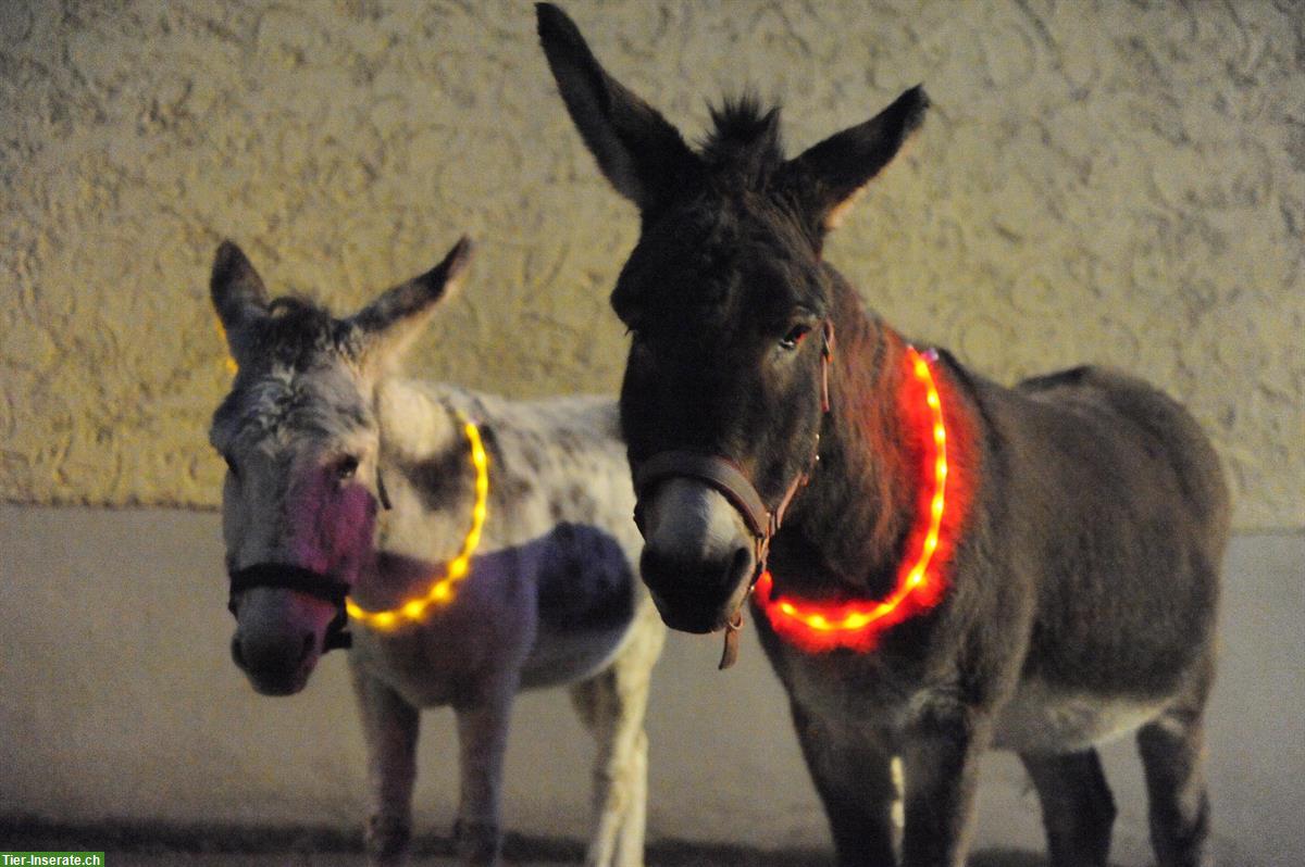 LED Leuchtband für Esel - Sichtbarkeit & Sicherheit