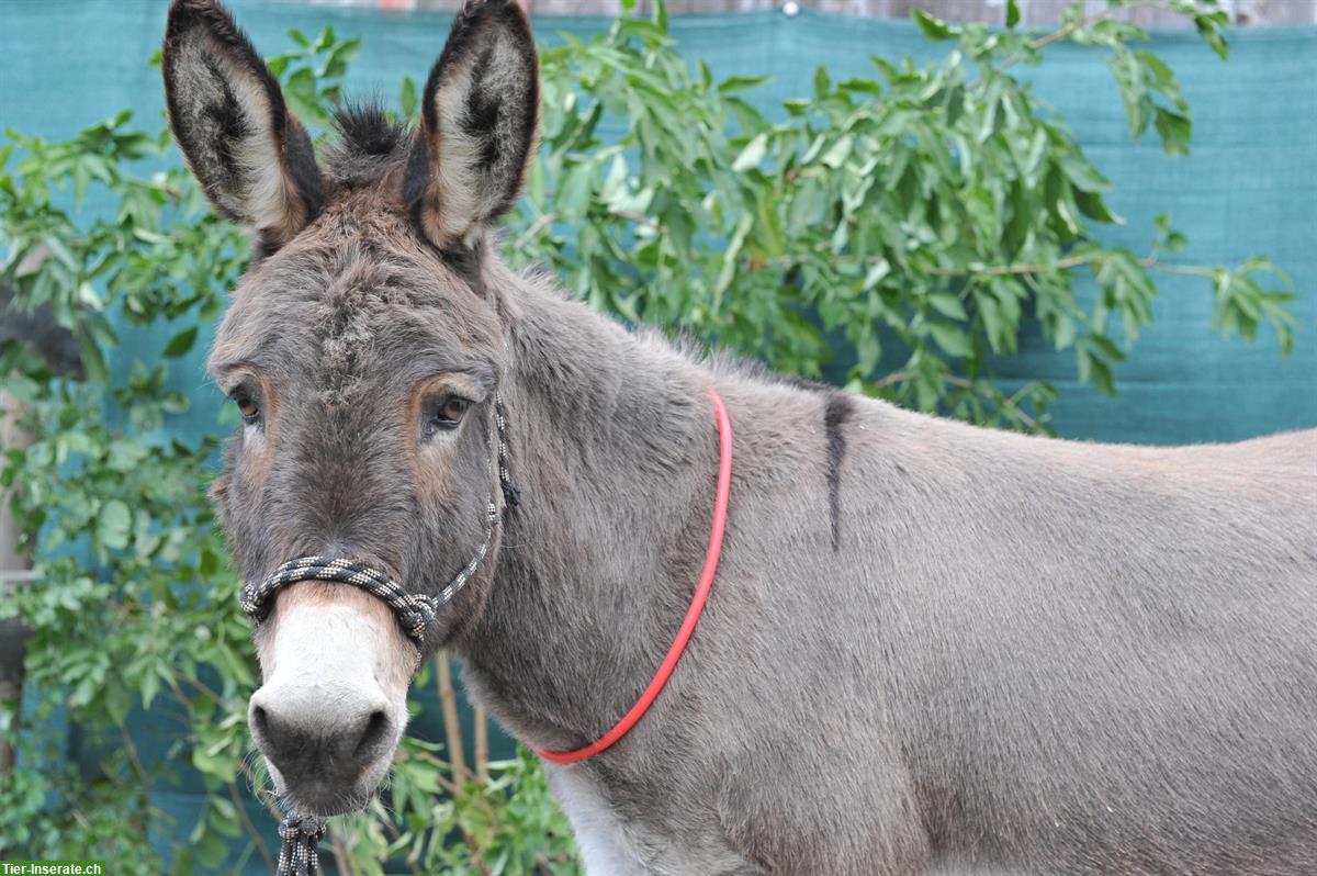Bild 2: LED Leuchtband für Esel - Sichtbarkeit & Sicherheit