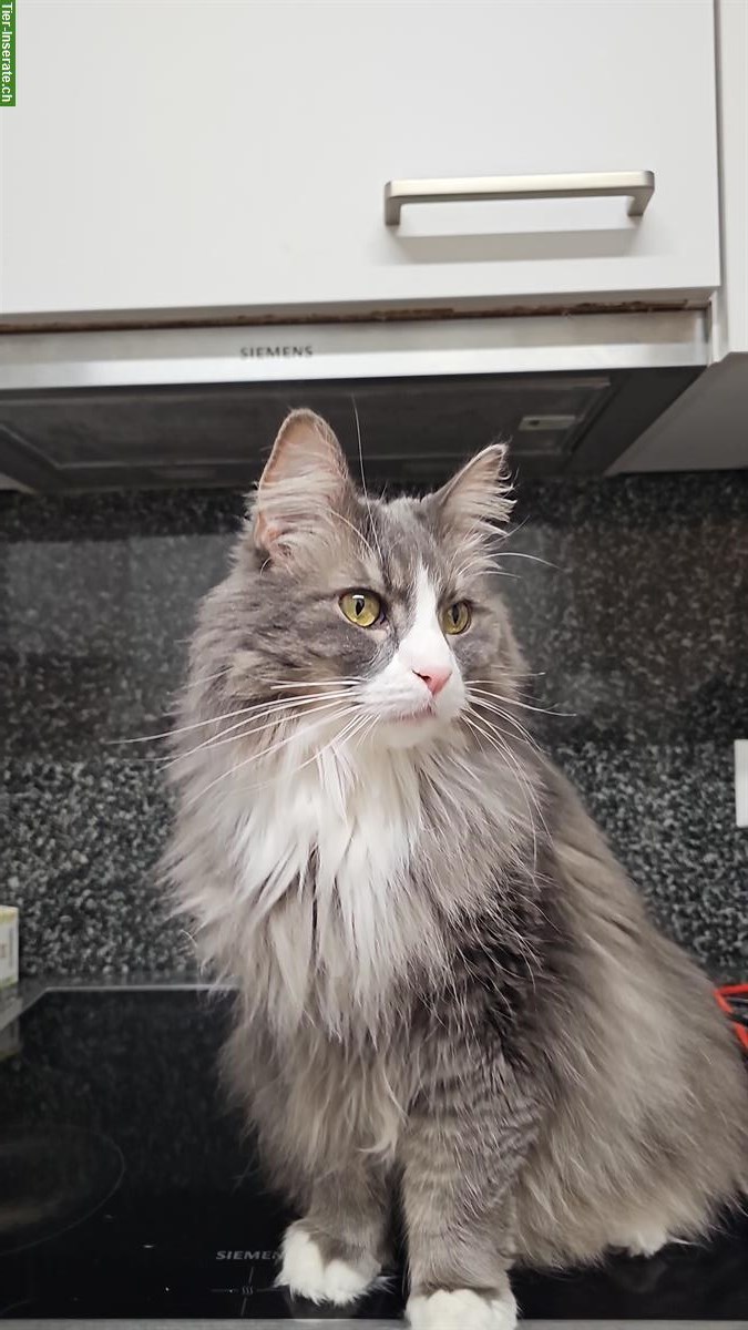 Bild 2: 9-jährige stubenreine Norwegische Waldkatzen abzugeben