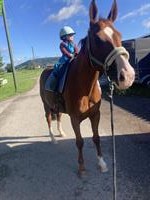 Pflegebeteiligung/Spazierbeteiligung für braven Hannoveraner Wallach