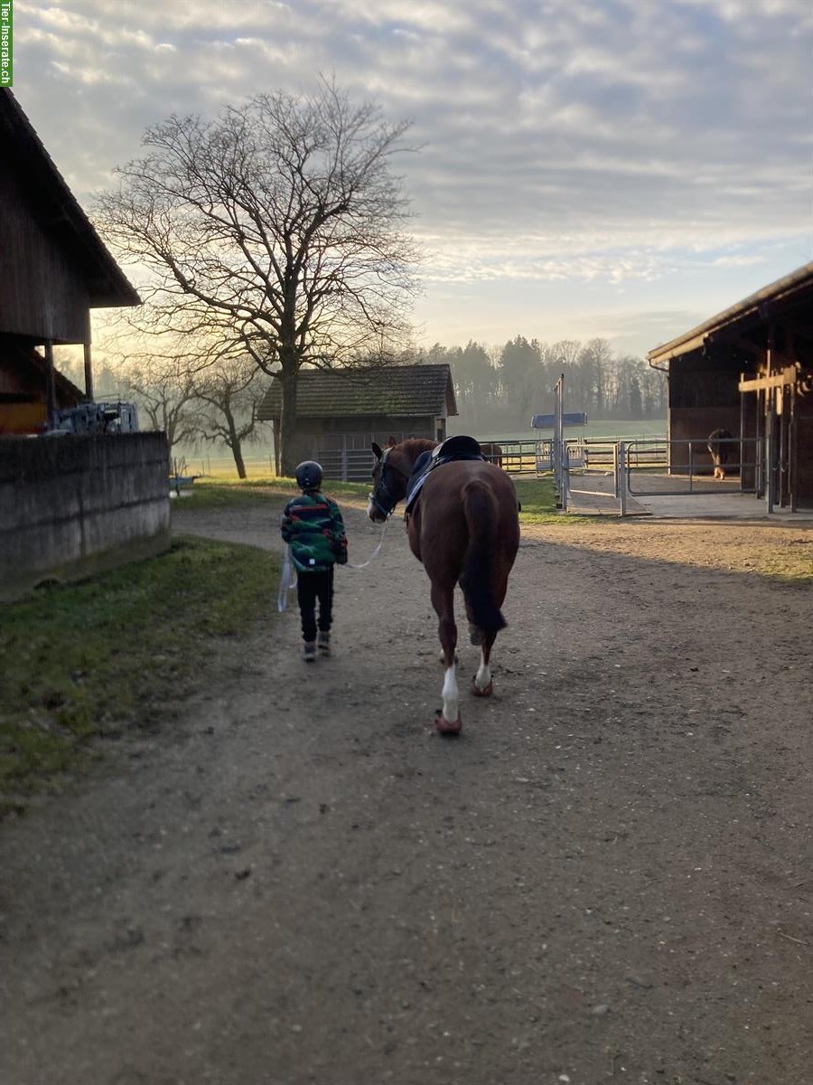 Bild 2: Pflegebeteiligung/Spazierbeteiligung für braven Hannoveraner Wallach