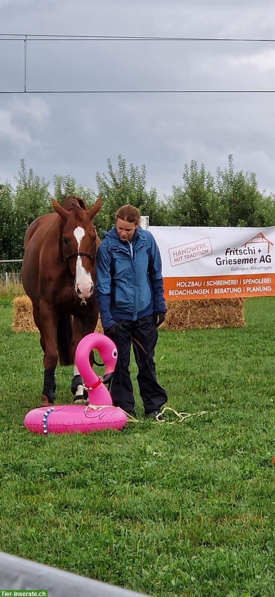 Bild 5: Pflegebeteiligung/Spazierbeteiligung für braven Hannoveraner Wallach