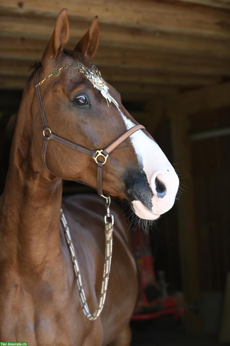 Bild 6: Pflegebeteiligung/Spazierbeteiligung für braven Hannoveraner Wallach