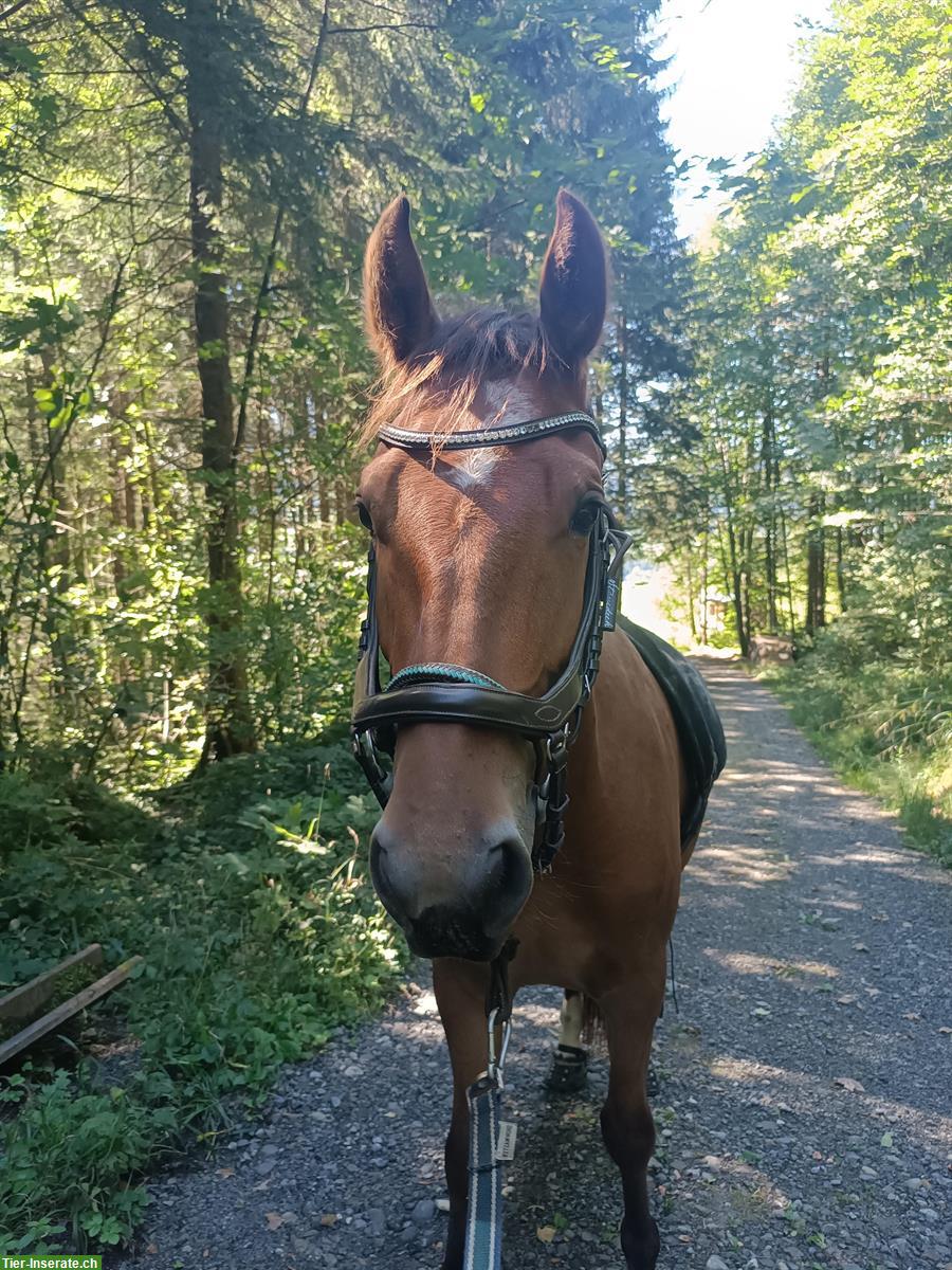 Reitbeteiligung, Begleitung für Ausritte, Urnäsch SG