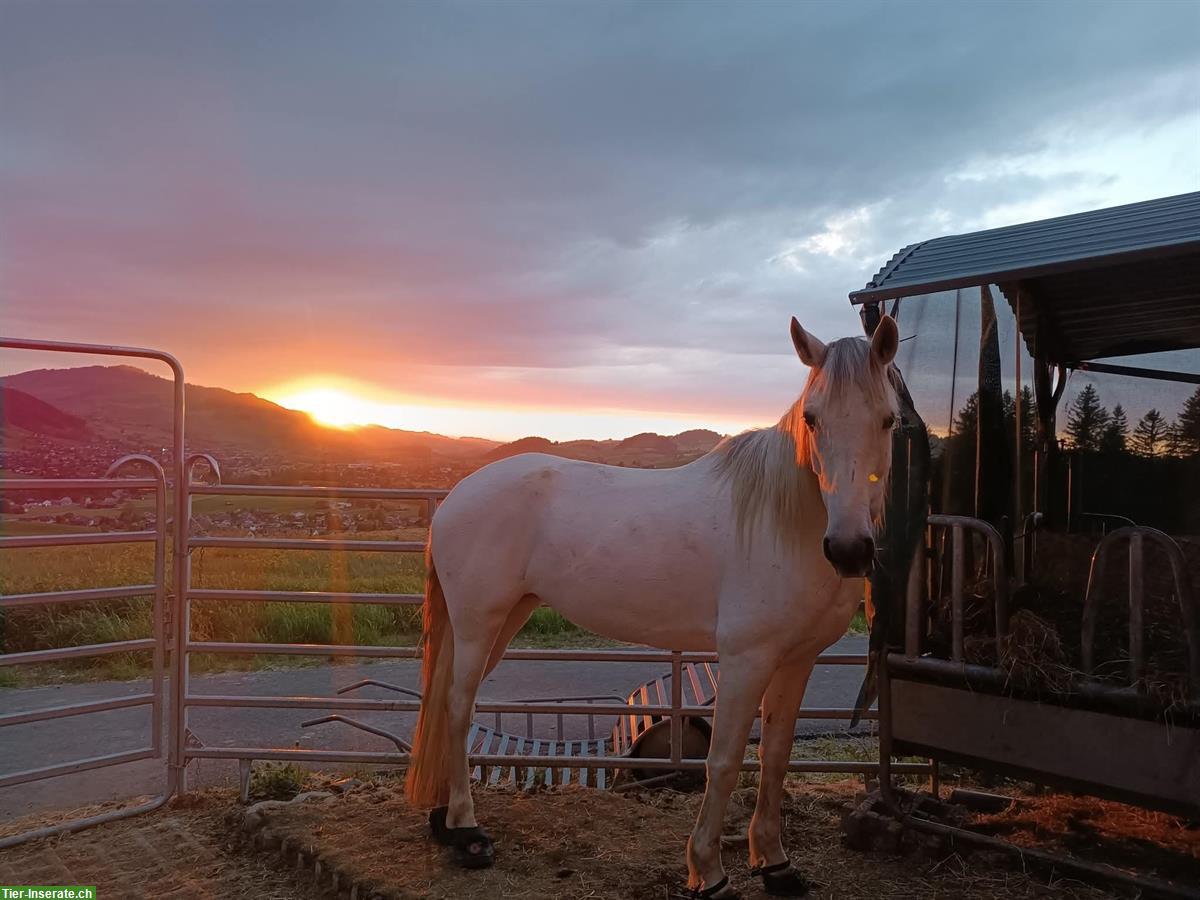 Bild 2: Reitbeteiligung, Begleitung für Ausritte, Urnäsch SG