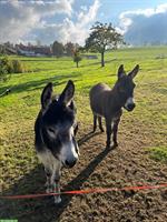 2 wunderschöne Zwergesel gemeinsam abzugeben