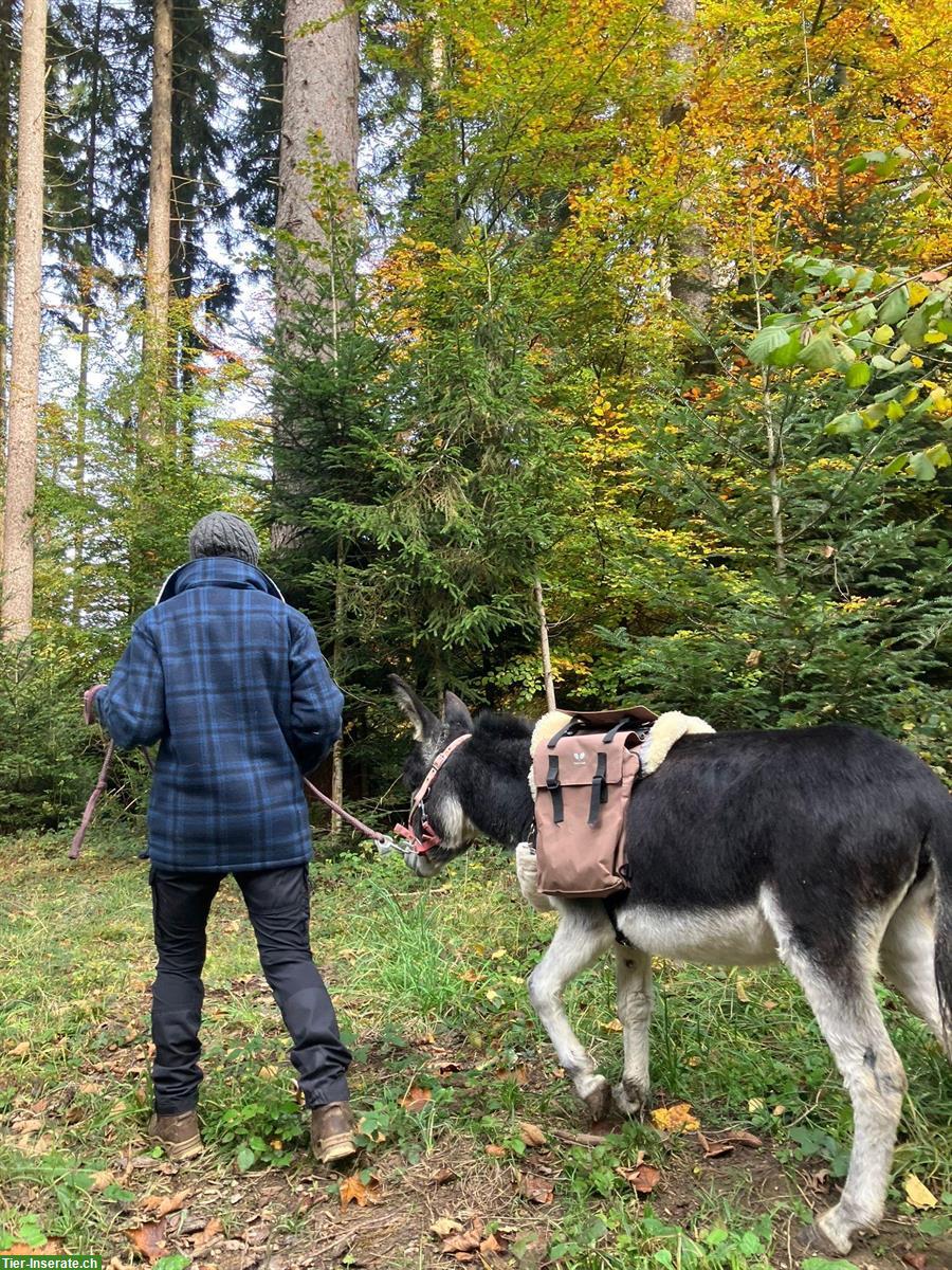 Bild 2: 2 wunderschöne Zwergesel gemeinsam abzugeben