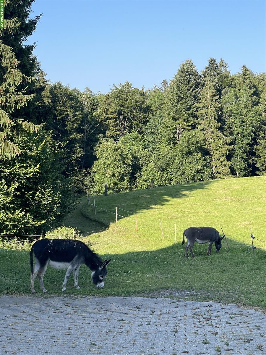 Bild 3: 2 wunderschöne Zwergesel gemeinsam abzugeben
