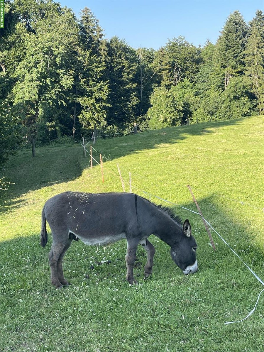 Bild 4: 2 wunderschöne Zwergesel gemeinsam abzugeben