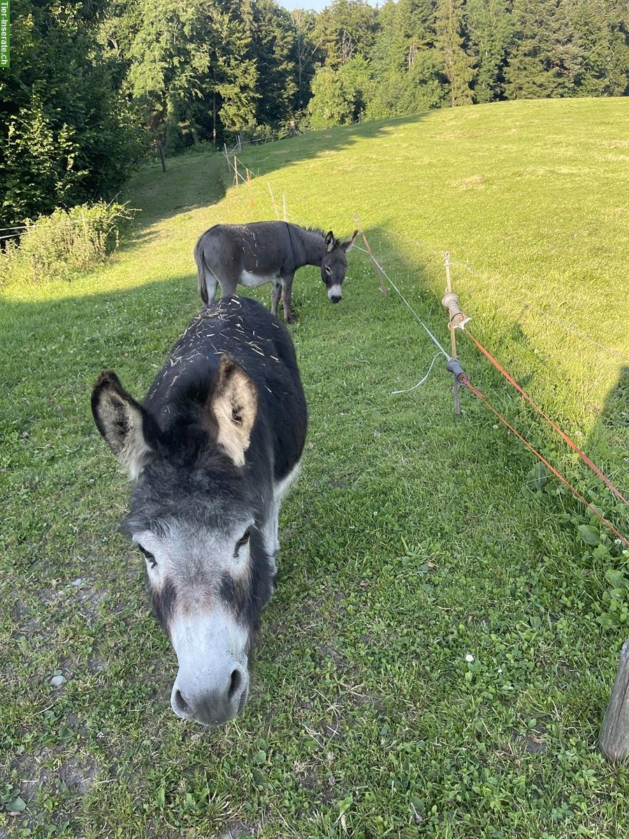 Bild 5: 2 wunderschöne Zwergesel gemeinsam abzugeben