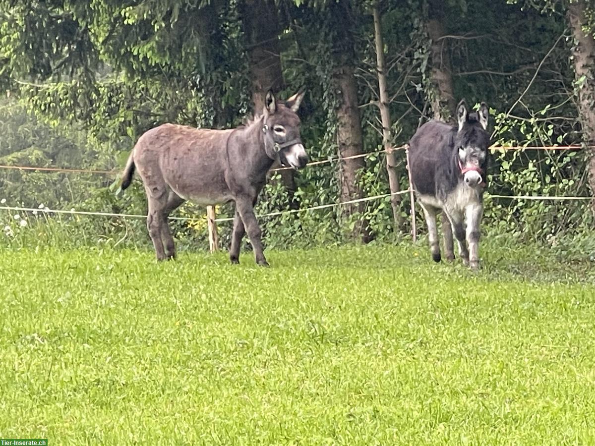 Bild 6: 2 wunderschöne Zwergesel gemeinsam abzugeben