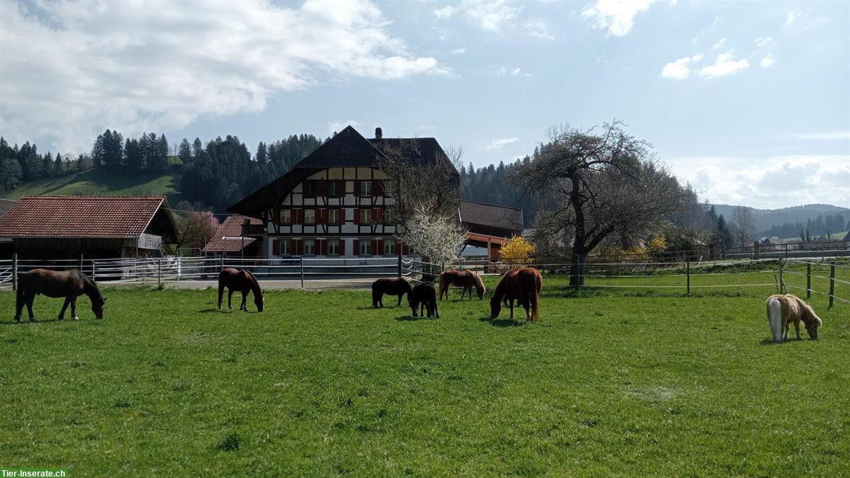 Bild 5: Bauerhaus Zimmer mit Küche und Badezimmerbenützung, Signau BE