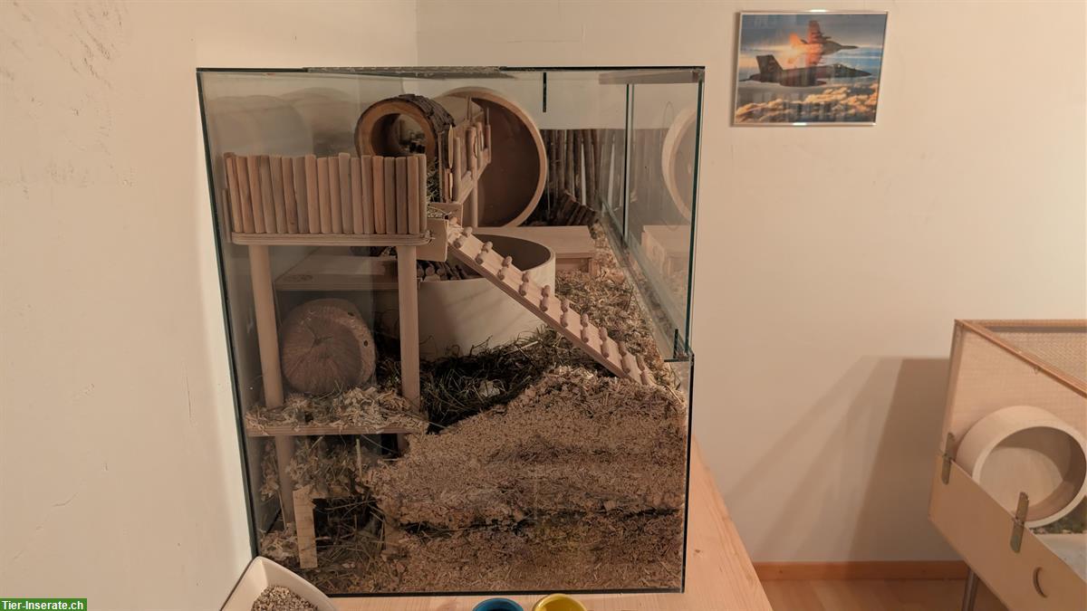 Bild 6: Terrarium und Hamster Zubehör zu verkaufen