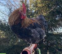 Maran x Bielefelder Kennhuhn Hahn, 23 Wochen, zutraulich