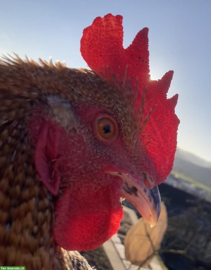 Bild 3: Maran x Bielefelder Kennhuhn Hahn, 23 Wochen, zutraulich