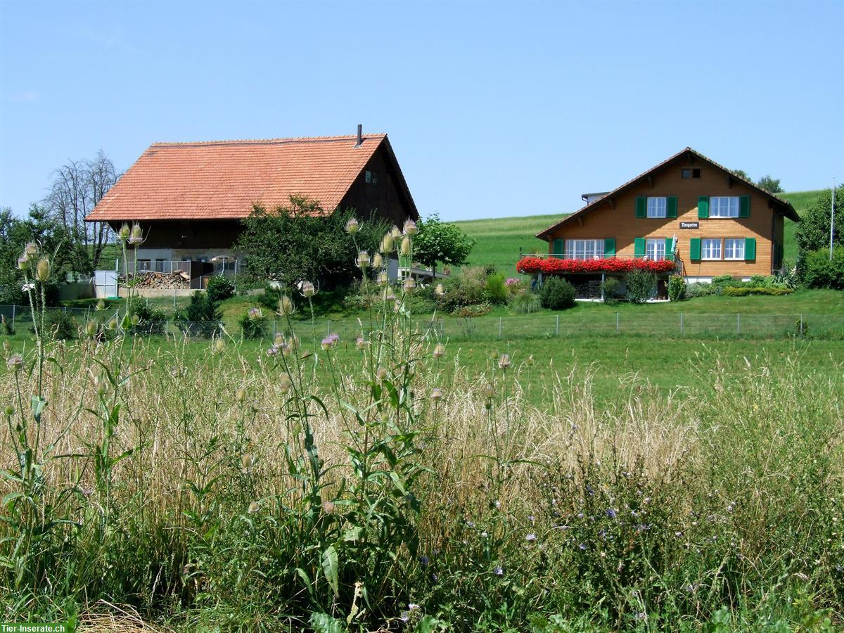 Bild 2: Verpachtung Hundepension mit Wohnhaus an Tierpfleger/in EFZ