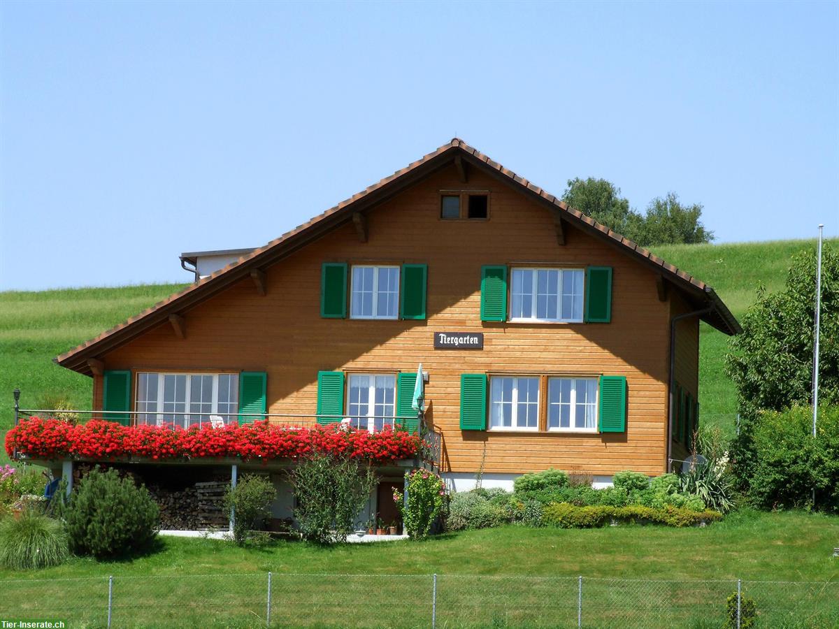 Bild 3: Verpachtung Hundepension mit Wohnhaus an Tierpfleger/in EFZ