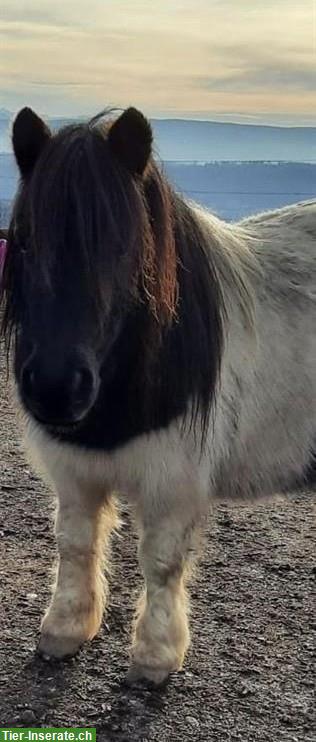 Shetlandpony Stute 8-jährig sucht Lebensplatz