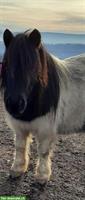 Shetlandpony Stute 8-jährig sucht Lebensplatz