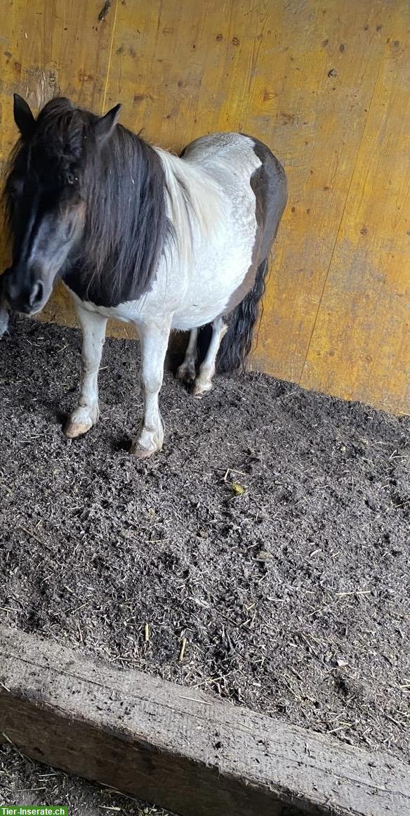 Bild 2: Shetlandpony Stute 8-jährig sucht Lebensplatz