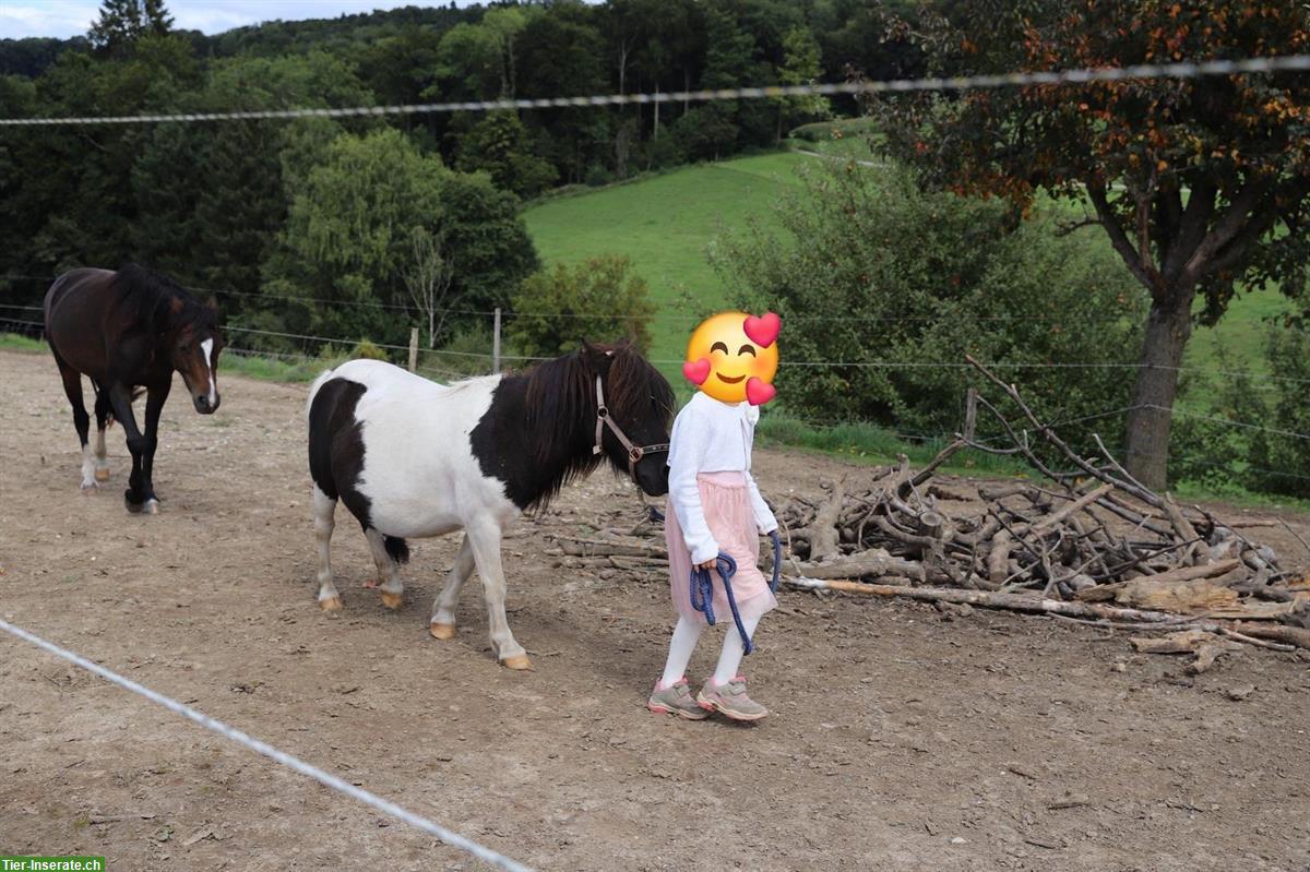 Bild 3: Shetlandpony Stute 8-jährig sucht Lebensplatz