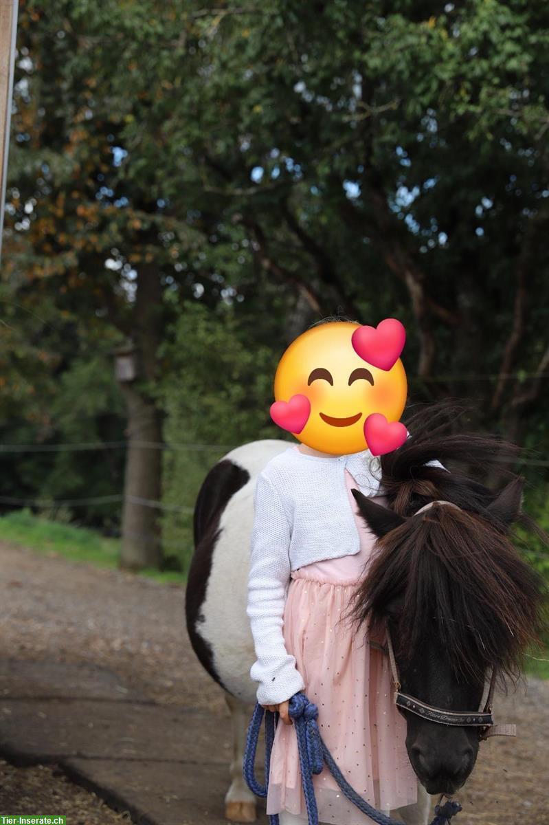 Bild 4: Shetlandpony Stute 8-jährig sucht Lebensplatz