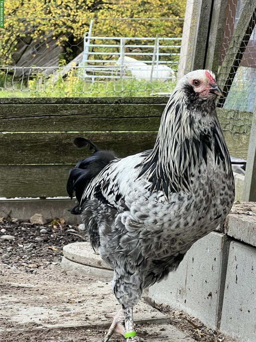 Junge Araucana Mix Hähne aus Naturbrut