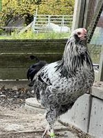 Junge Araucana Mix Hähne aus Naturbrut